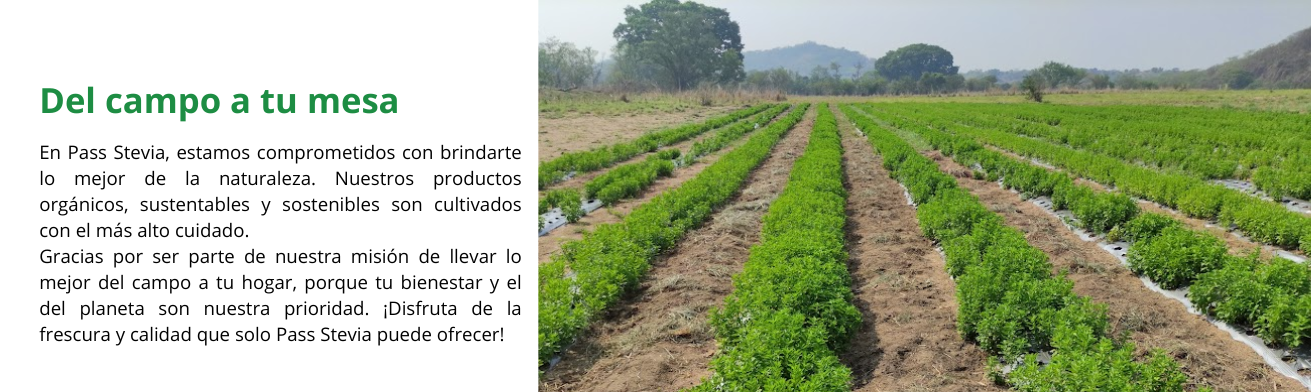 En Pass Stevia, estamos comprometidos con brindarte lo mejor de la naturaleza. Nuestros productos orgánicos, sustentables y sostenibles son cultivados con el más alto cuidado (6)